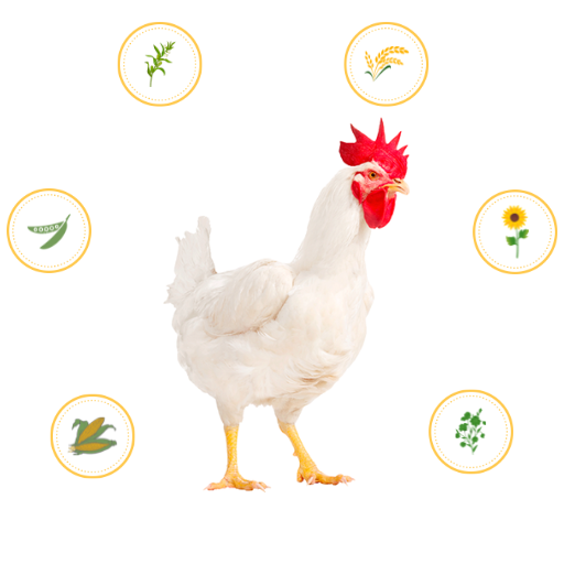 orgeat-hen-nutrition